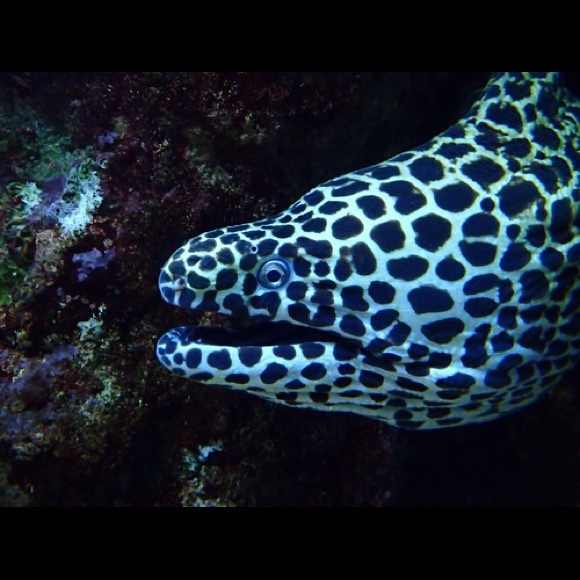 Meet your Posher, Terra - Picture 4 of 8